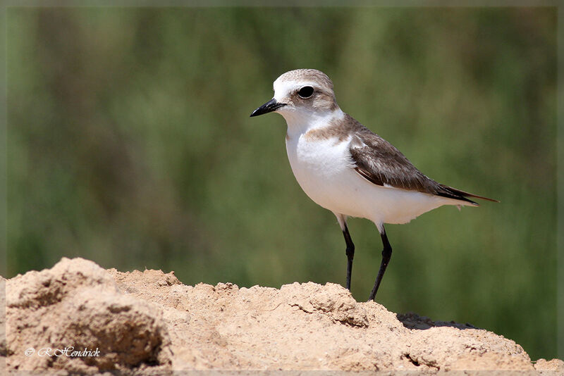 Kentish Plover