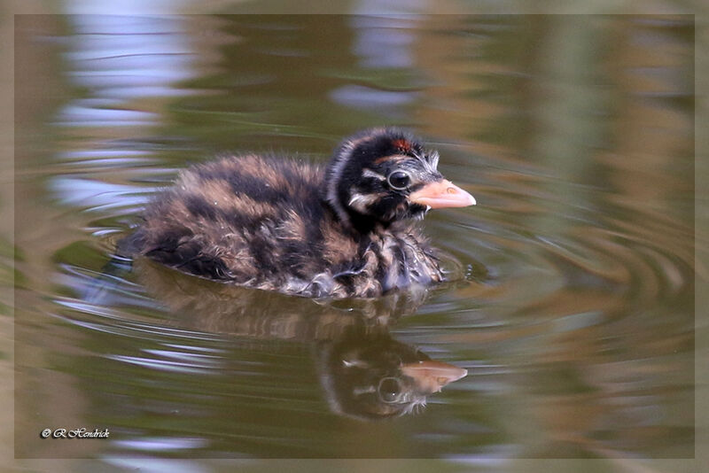 Little Grebe