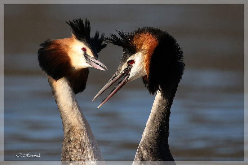 Great Crested Grebe