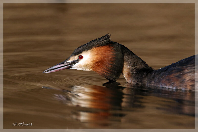 Great Crested Grebe