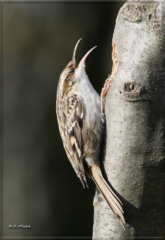 Short-toed Treecreeper