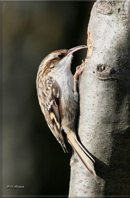 Short-toed Treecreeper