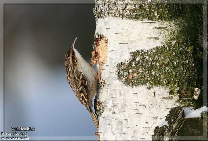 Short-toed Treecreeperadult, identification