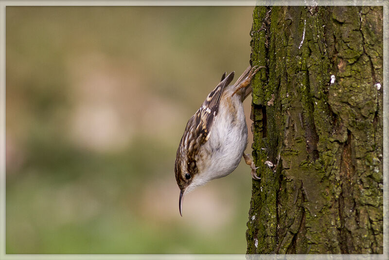 Short-toed Treecreeper