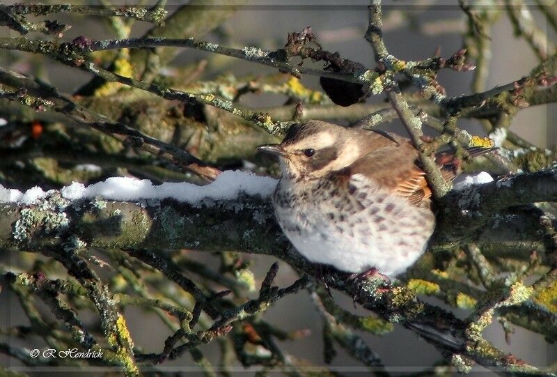 Dusky Thrush