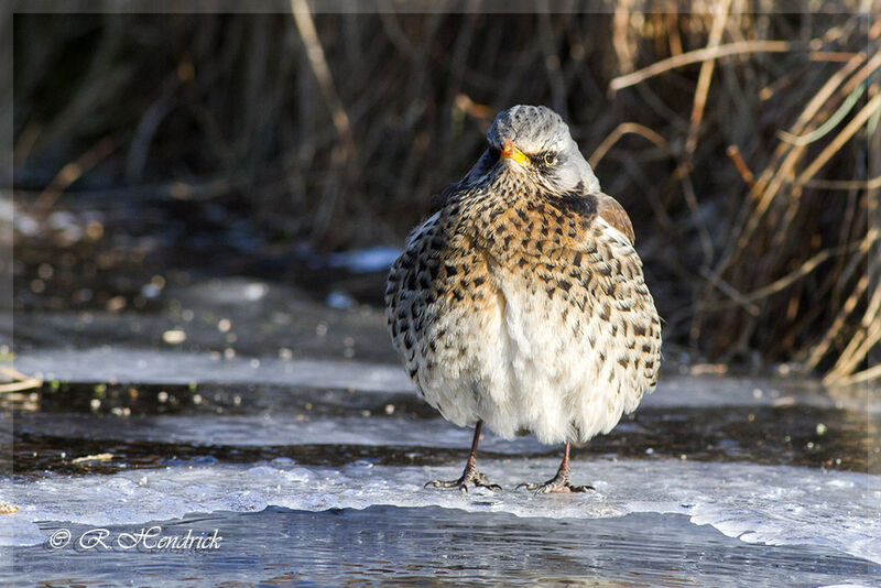 Fieldfare