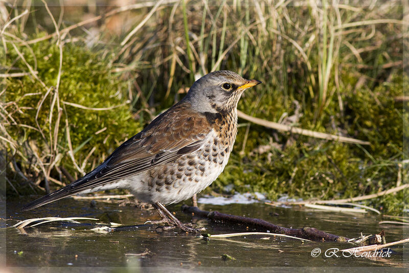 Fieldfare