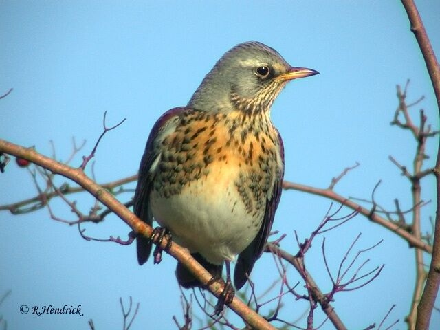 Fieldfare