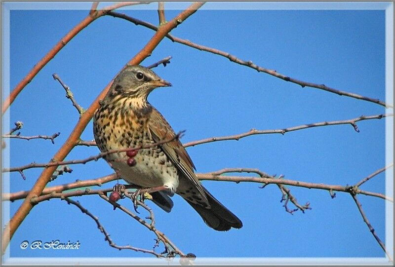 Fieldfare