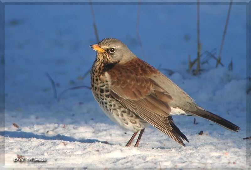 Fieldfare, identification