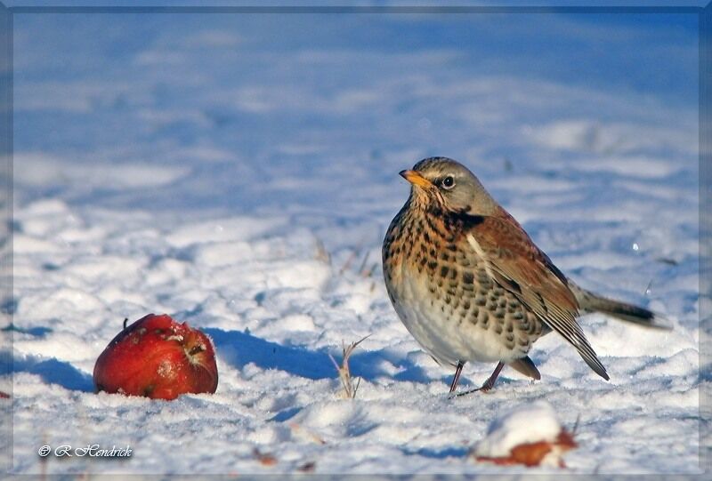 Fieldfare