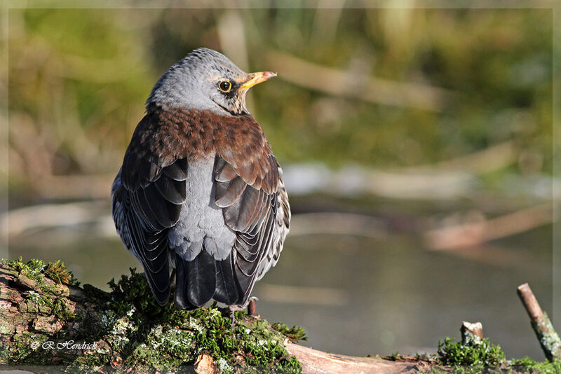 Fieldfare