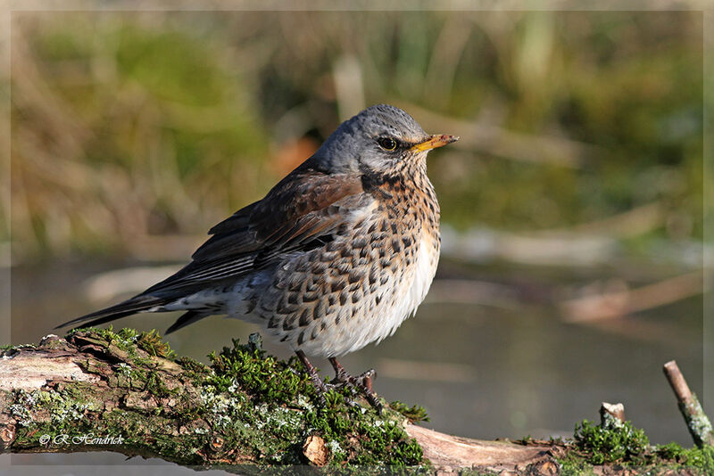 Fieldfare