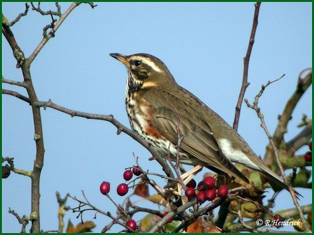 Redwing