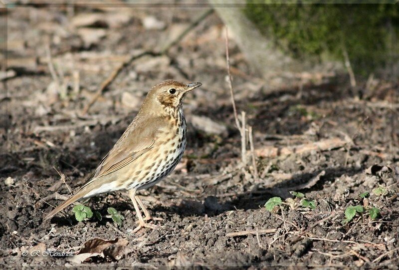 Song Thrush