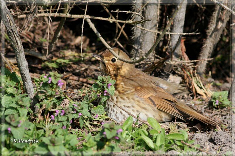 Song Thrush