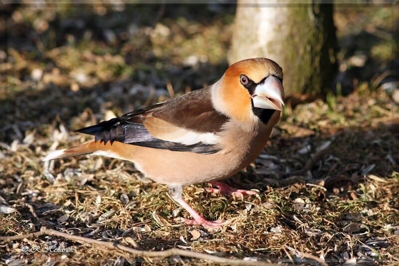 Hawfinch