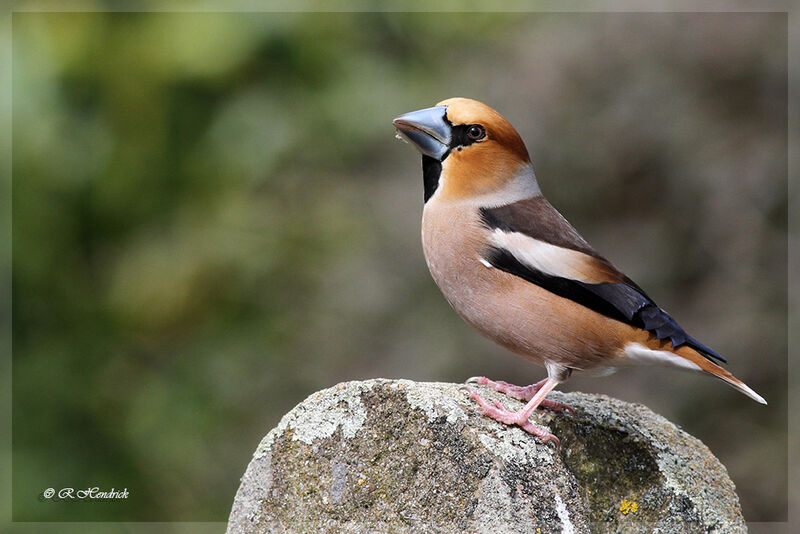 Hawfinch