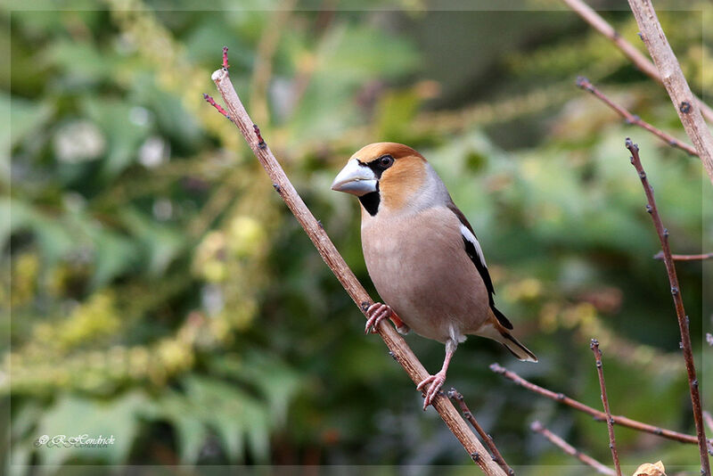 Hawfinch