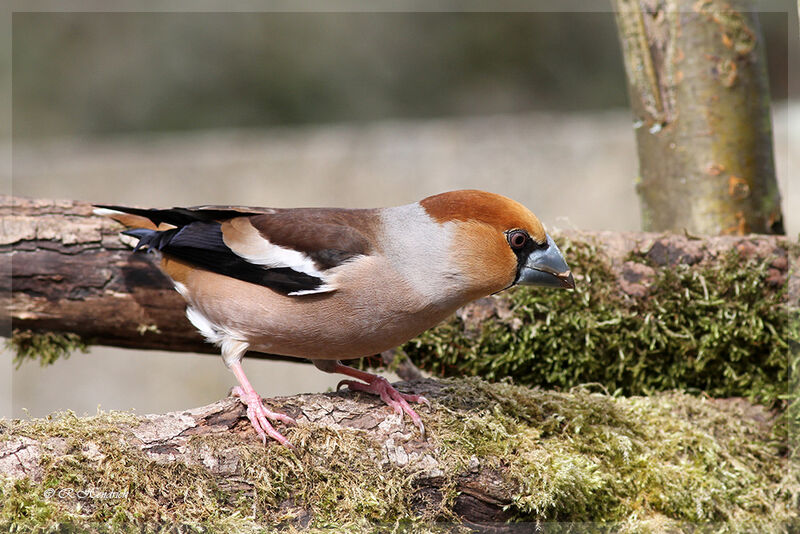 Hawfinch