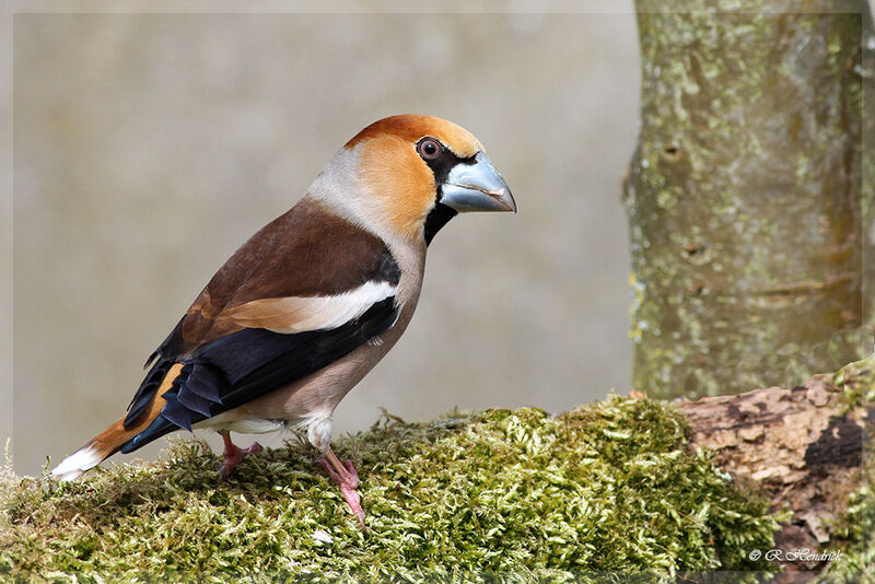 Hawfinch