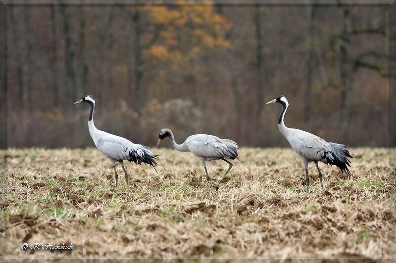 Common Crane