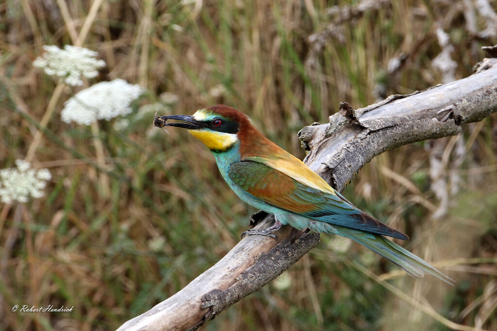 European Bee-eater