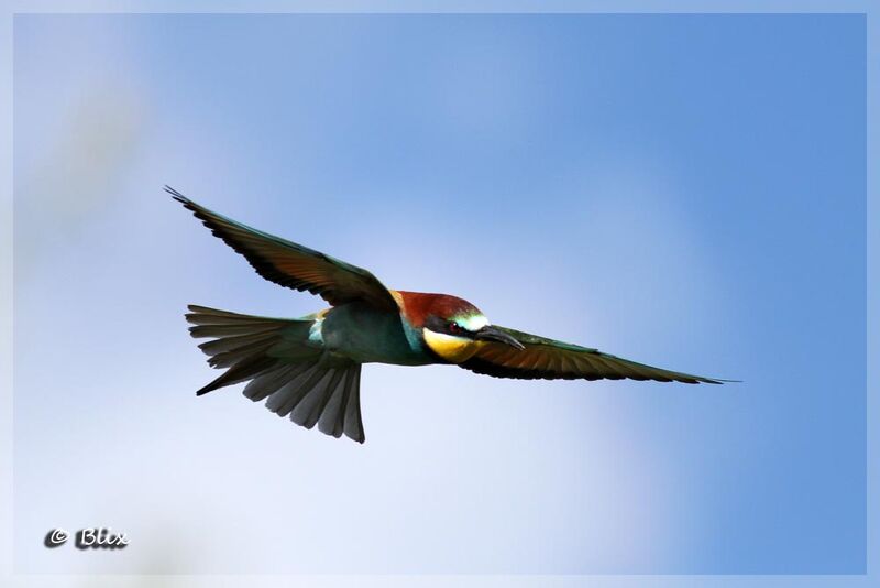 European Bee-eater