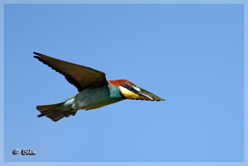 European Bee-eater