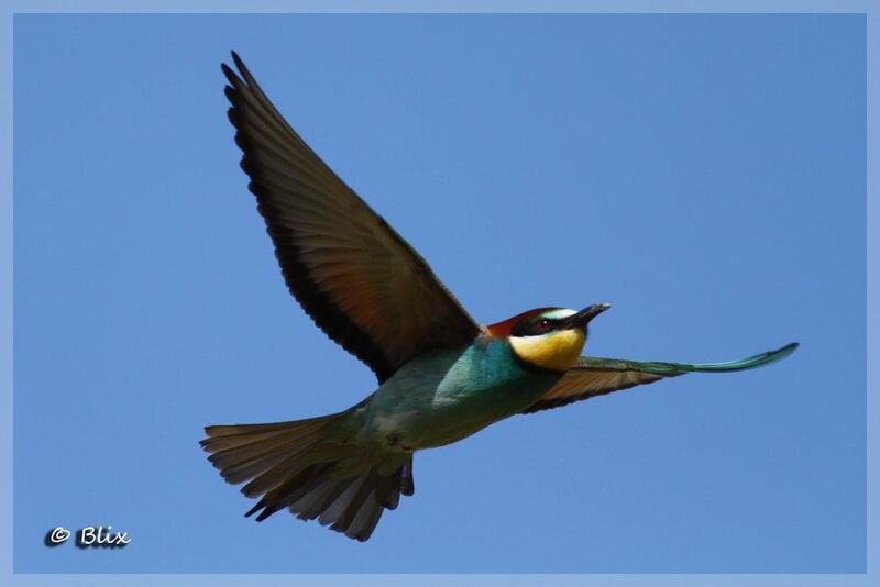 European Bee-eater