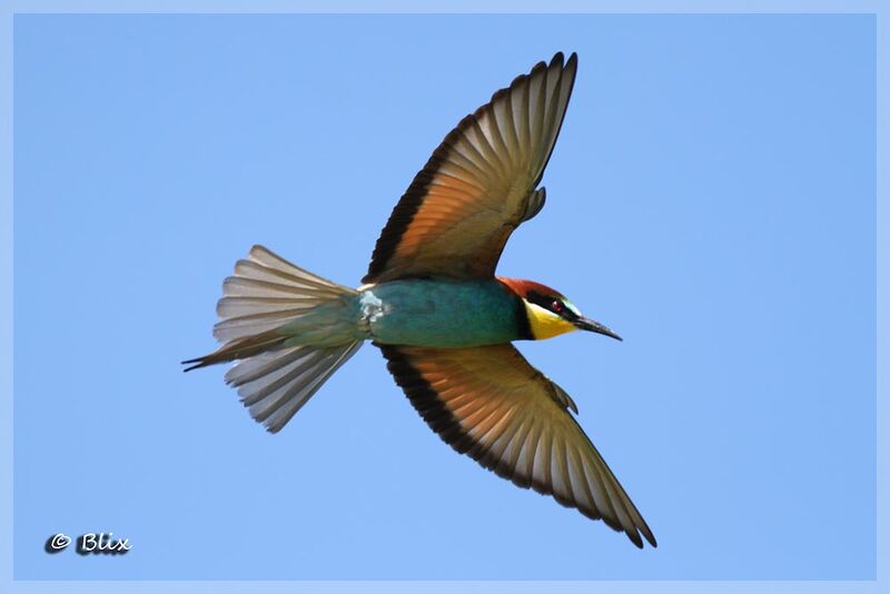 European Bee-eater