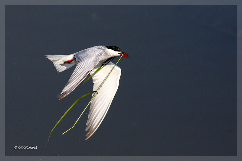 Whiskered Tern