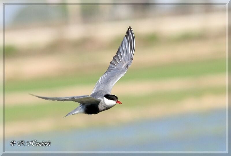 Whiskered Tern