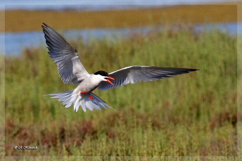 Whiskered Tern