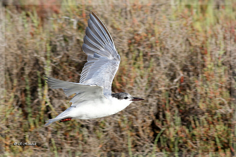 Whiskered Tern