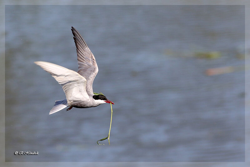 Whiskered Tern