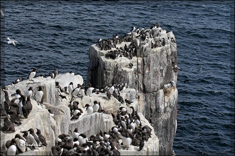 Guillemot de Troïl