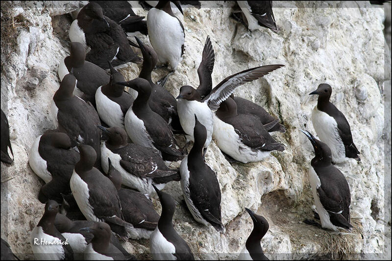 Guillemot de Troïl