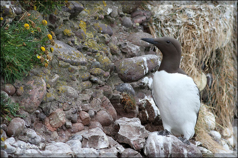 Guillemot de Troïl