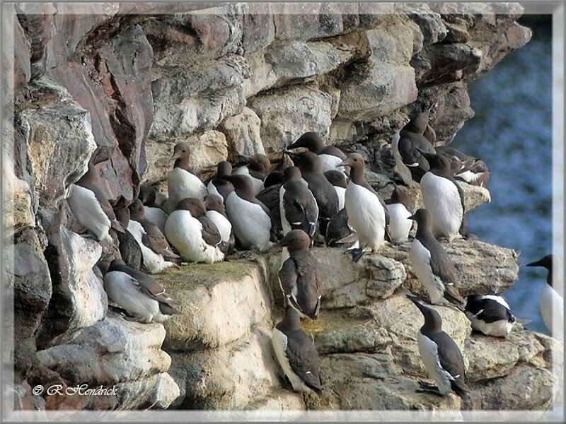 Common Murre