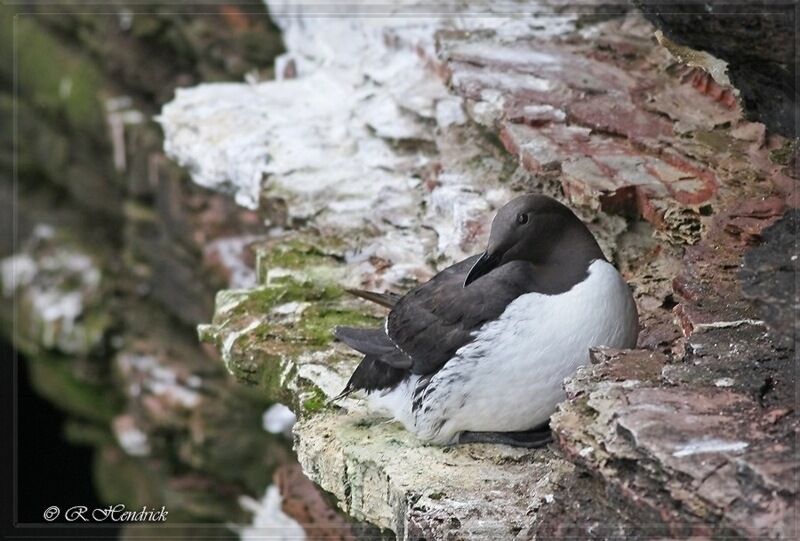 Guillemot de Troïl