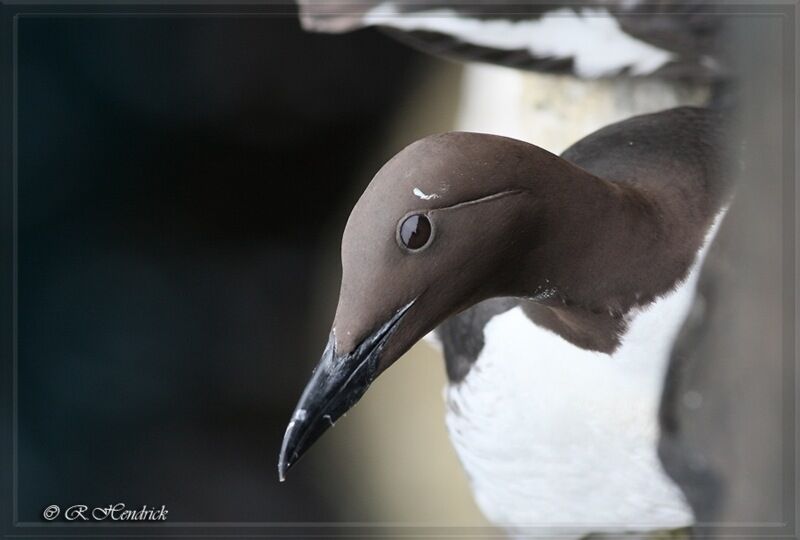 Guillemot de Troïl