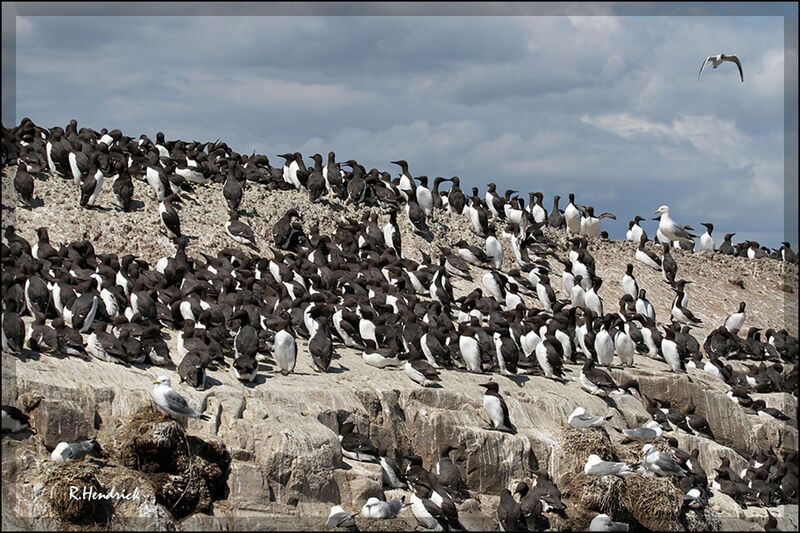 Guillemot de Troïl