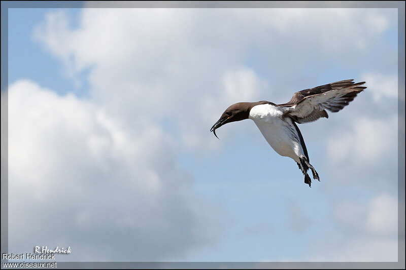 Guillemot de Troïladulte, Vol, régime