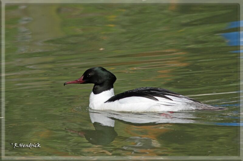 Common Merganser