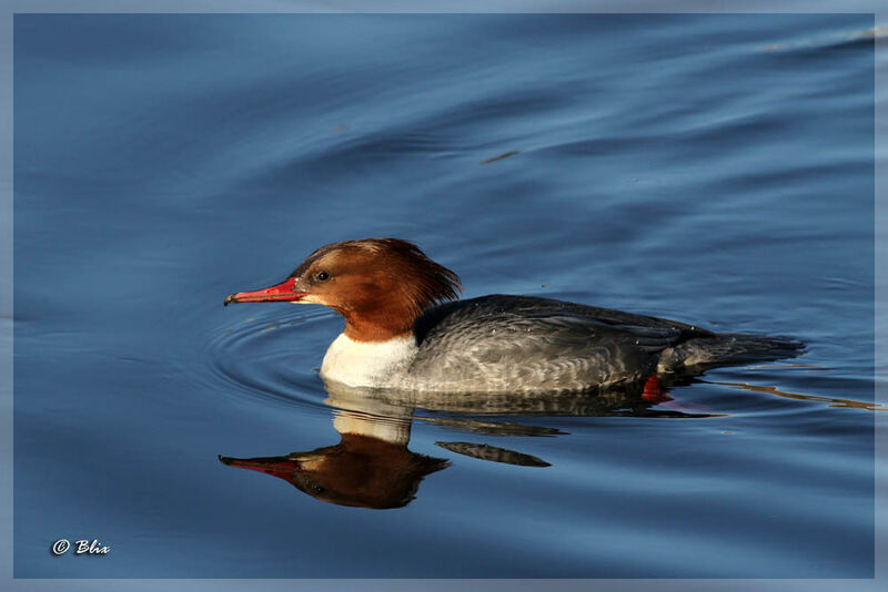 Common Merganser