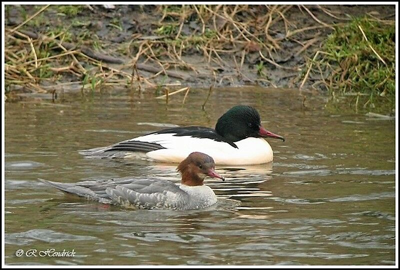 Common Merganser