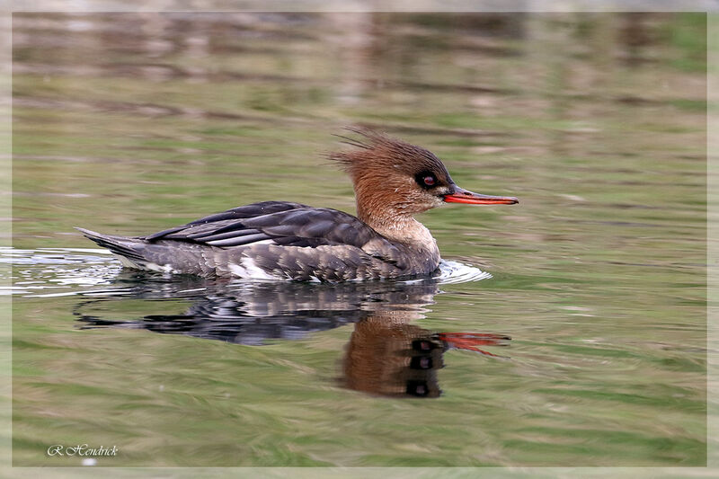 Red-breasted Merganser