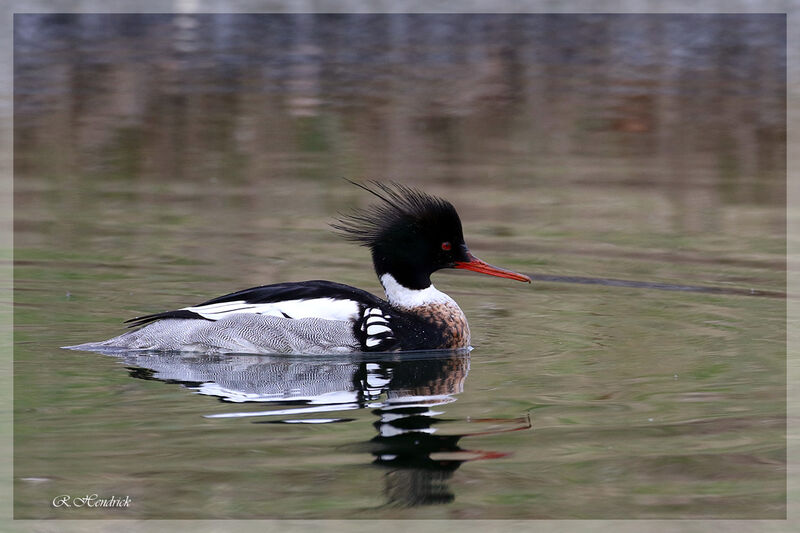 Red-breasted Merganser