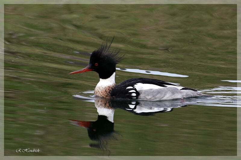 Red-breasted Merganser